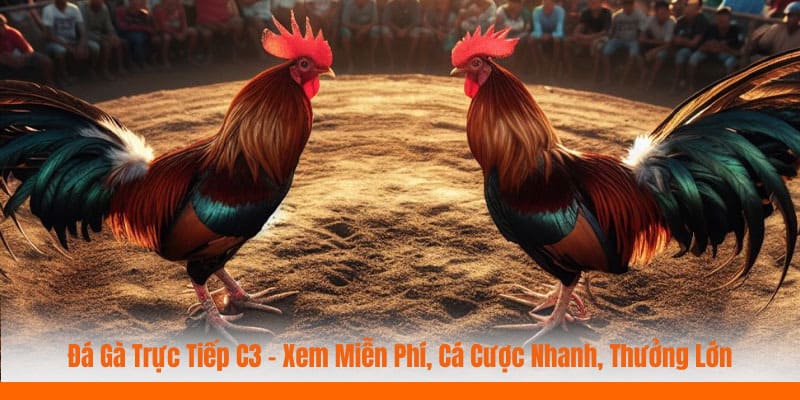 đá gà trực tiếp c3